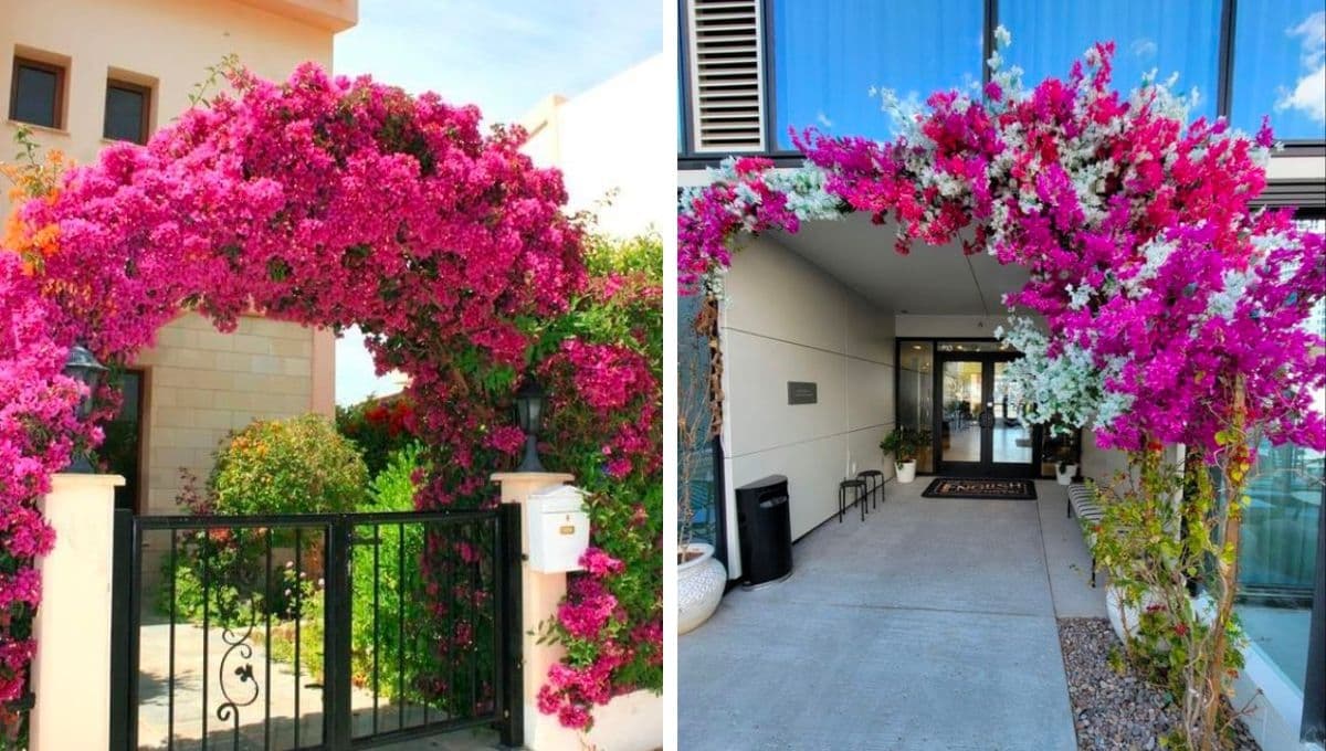 4 formas de implementar un arco de bugambilias en casa para que luzca hermosa