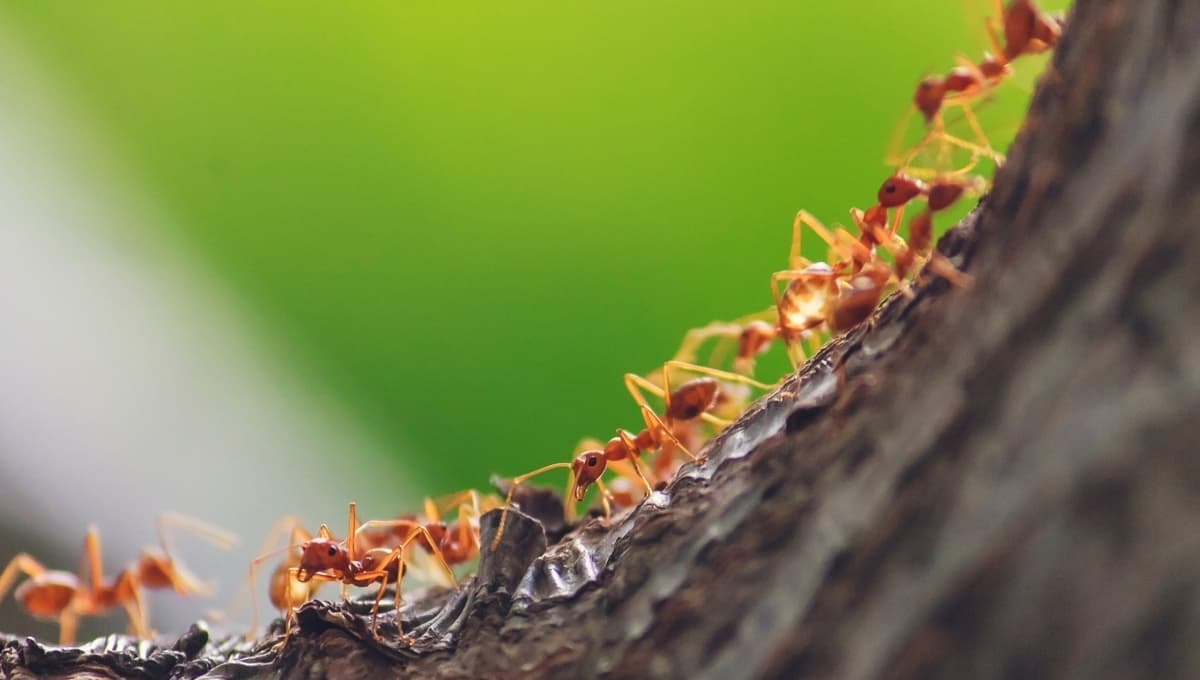 Los insectos son el alimento del futuro, estos son sus aportes nutricionales