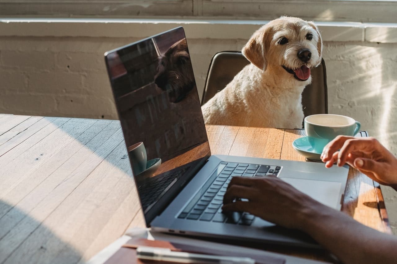 3 tips para tener tu casa limpia y sin malos olores si tienes perros