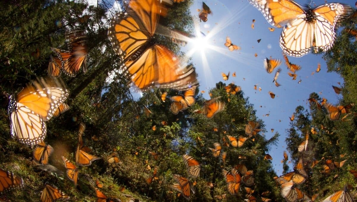 5 santuarios en México para visitar a la Mariposa Monarca