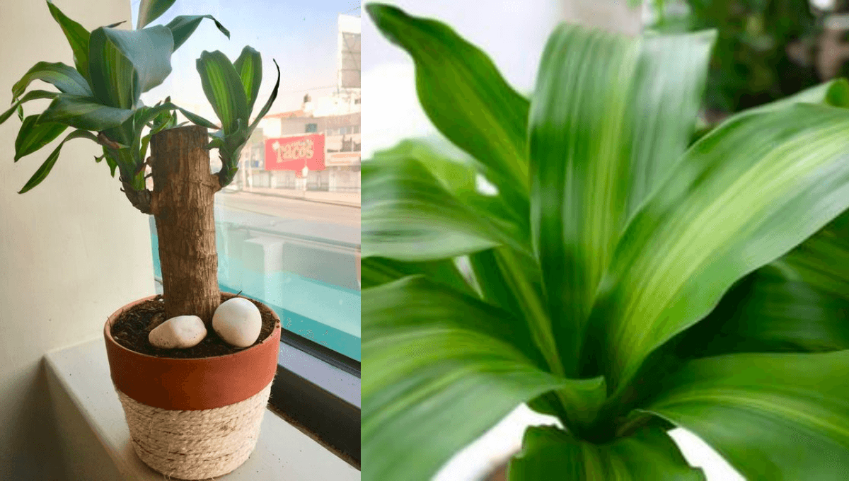 Palo de Brasil: una planta muy fácil de cuidar que quedará genial en tu hogar