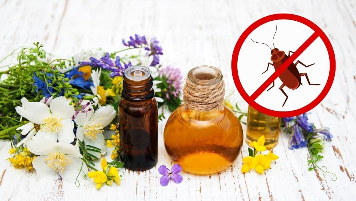 5 aceites naturales para limpiar tu hogar y alejar a las cucarachas