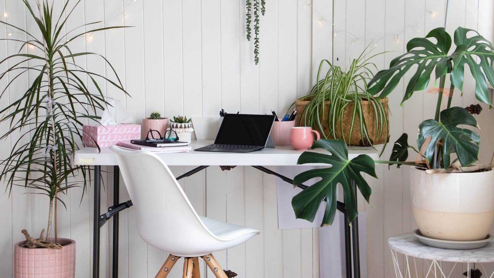 5 plantas para eliminar los malos olores de tu casa y mantenerla fresca