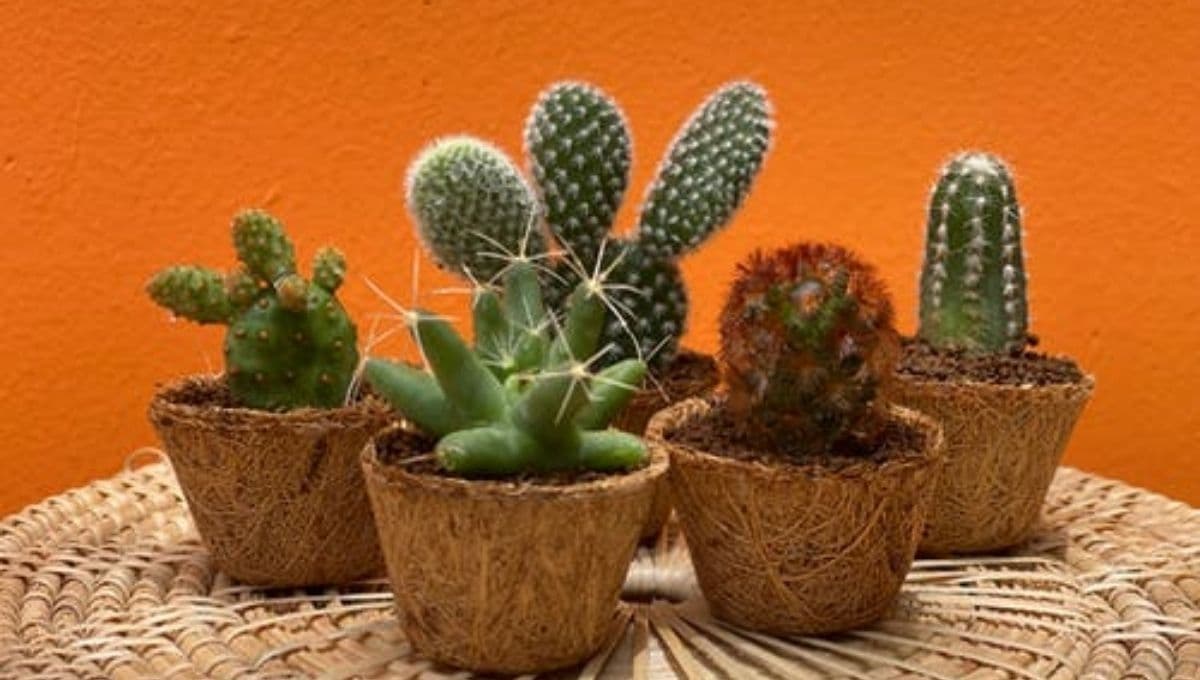 ¿Lo tienes? ESTE cactus es ilegal y podría estar en tu casa sin saberlo