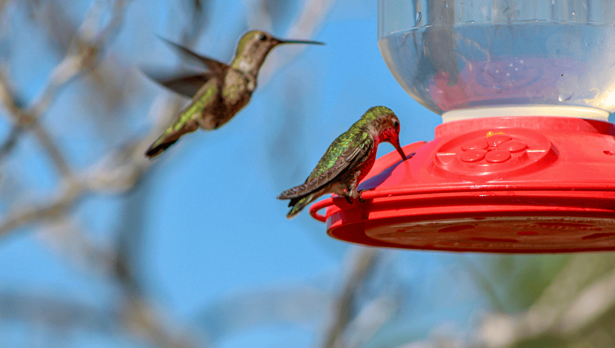 Así puedes hacer un bebedero para atraer abejas y colibríes a tu casa