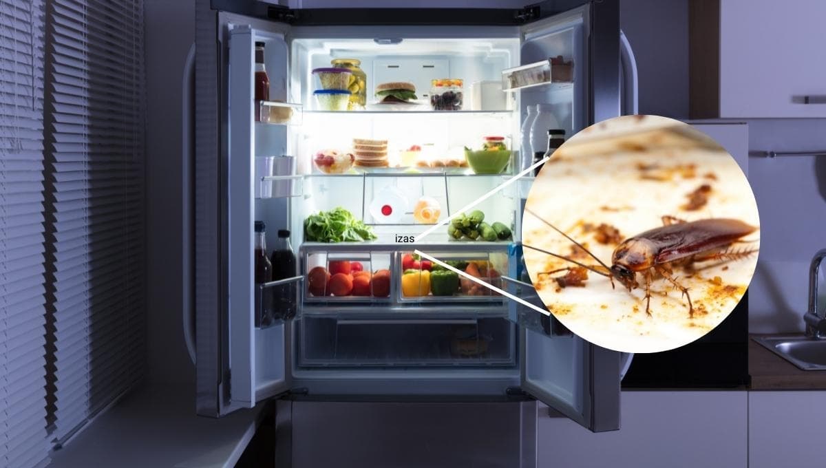 Elimina las cucarachas del refrigerador con este truco definitivo
