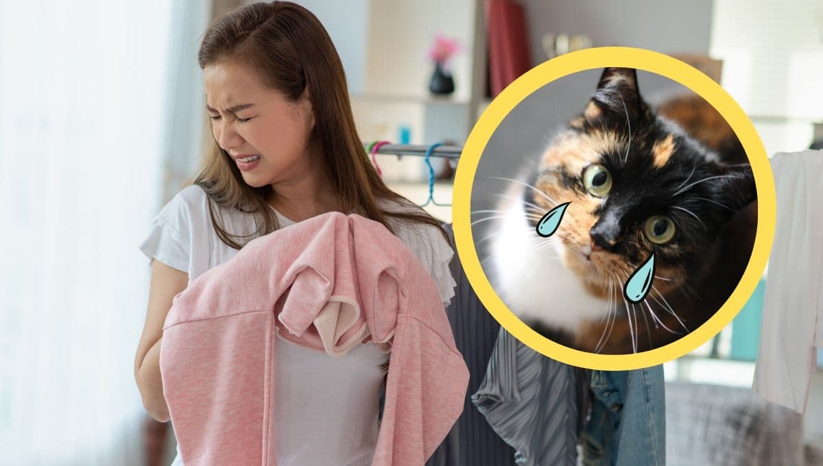3 tips para quitar el olor a orina de gato de la ropa