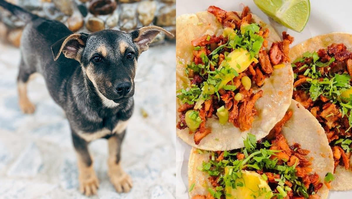 ¿Cómo distinguir entre carne de perro y carne al pastor en los tacos?