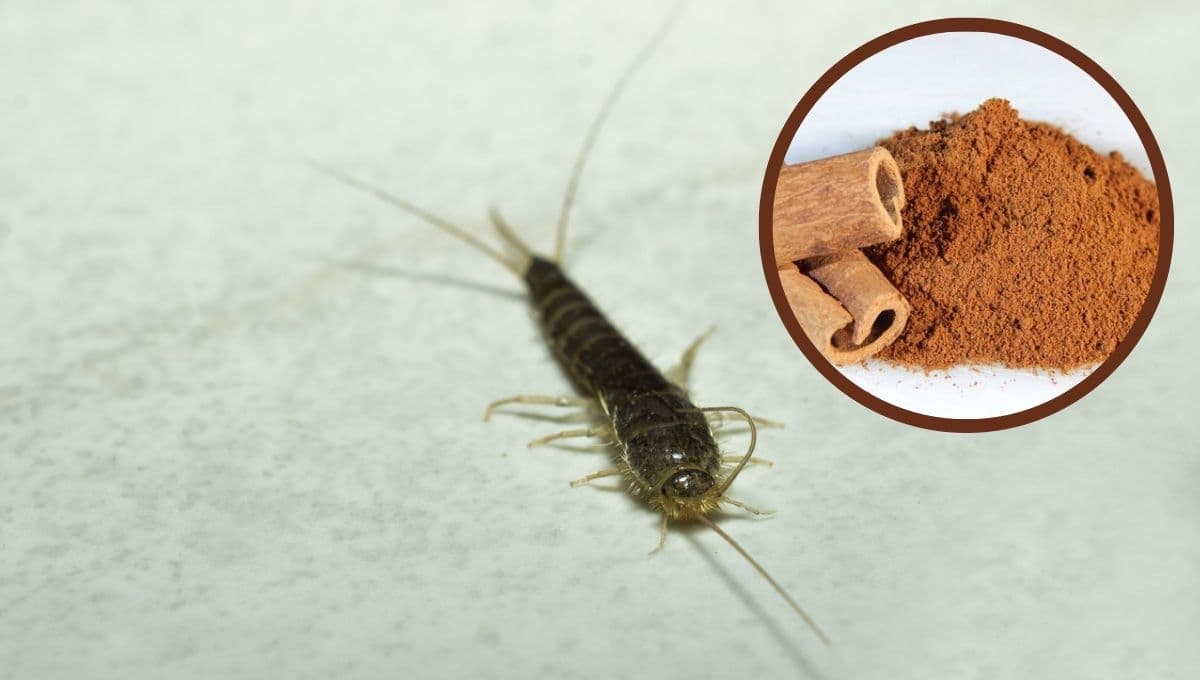 ¿Cómo eliminar la plaga de pececillo de plata en casa con canela?