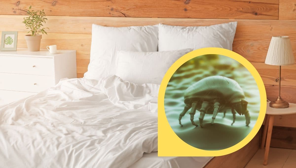¿Cómo eliminar ácaros de cama naturalmente y rápido?