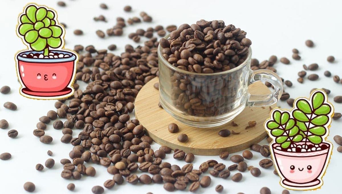 5 usos del café en tus plantas que desconocías y tienes que probar