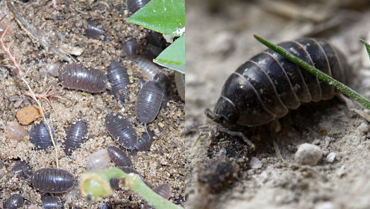 3 trucos definitivos para eliminar las cochinillas de tus plantas