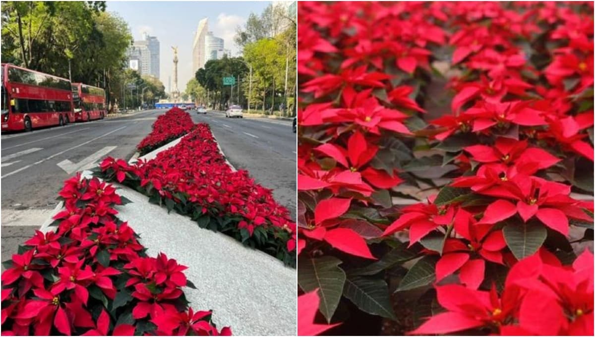 Lánzate al Festival de la Flor de Noche Buena: fecha, precio y cómo llegar