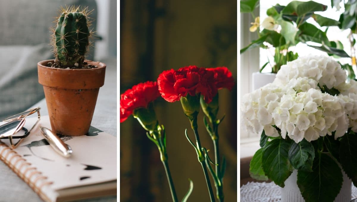 Feng Shui: NUNCA tengas estas plantas negativas en casa porque dan mala suerte