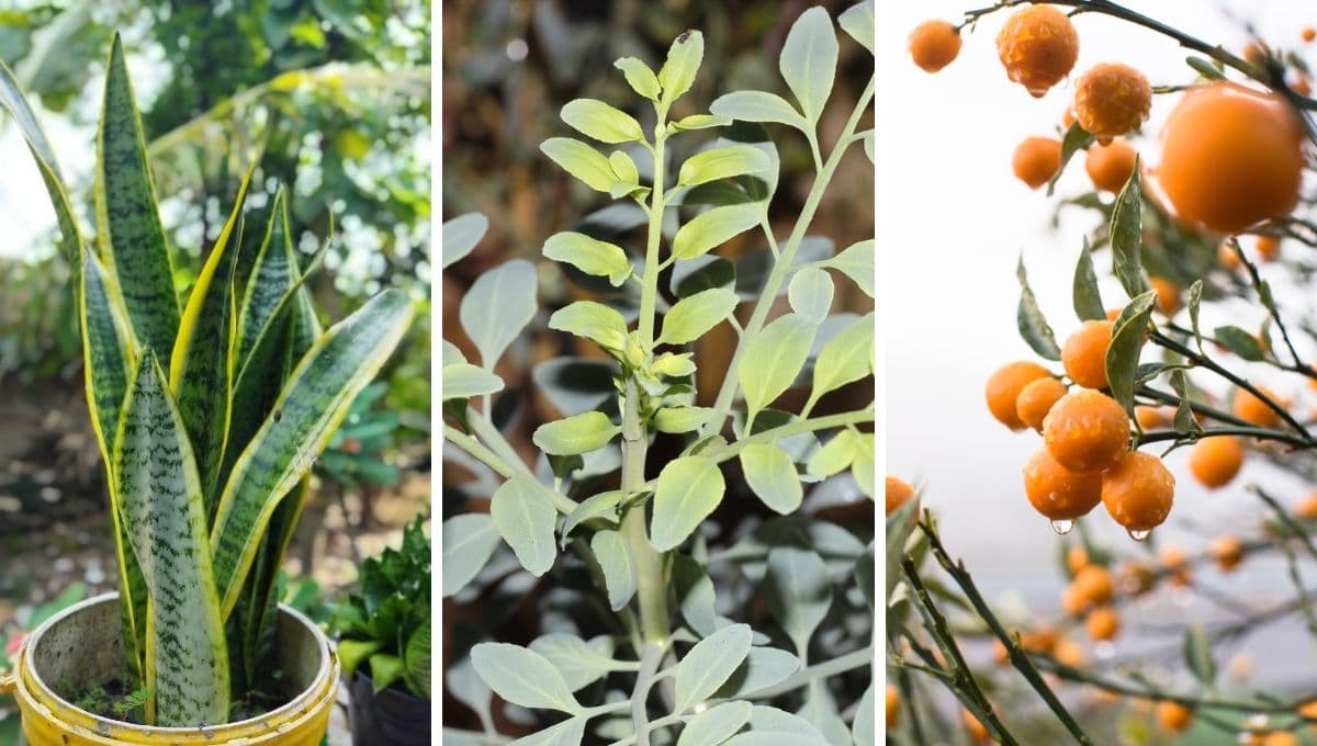 Feng Shui: 3 plantas en la entrada de la casa para tener suerte y abundancia
