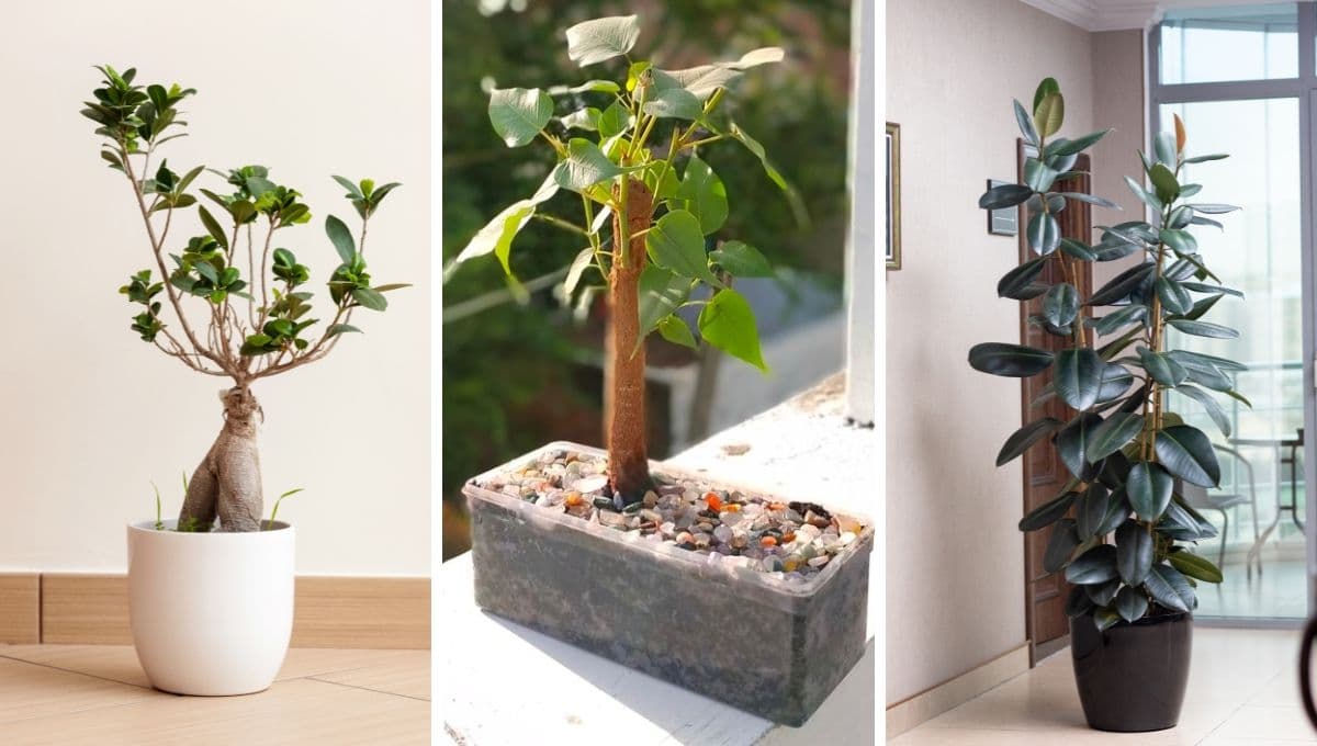 Feng Shui: 3 plantas de buena suerte que debes tener en tu hogar