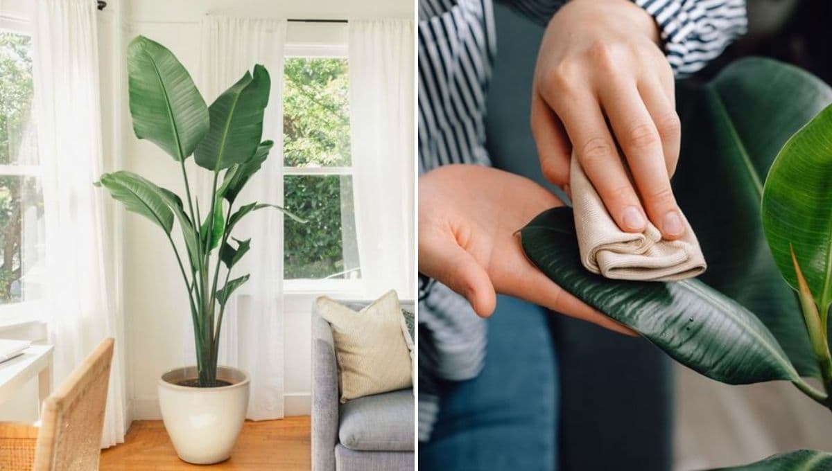¿Cómo limpiar las hojas de las plantas?