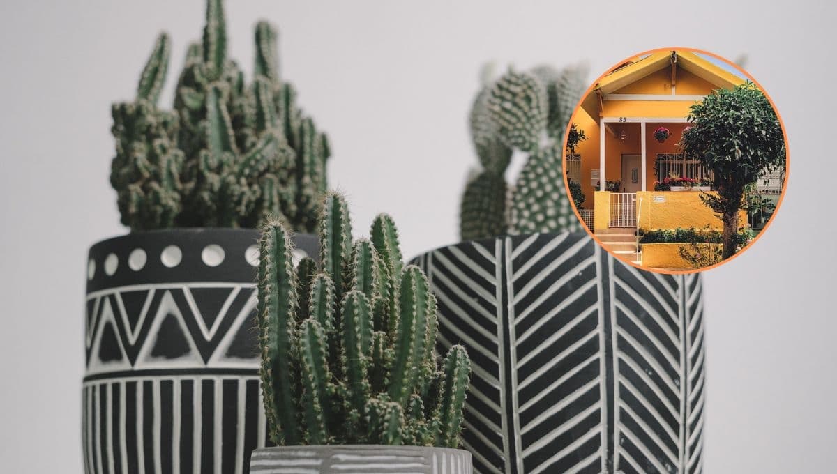 Feng Shui: la única planta que por NINGÚN motivo debes tener dentro de casa