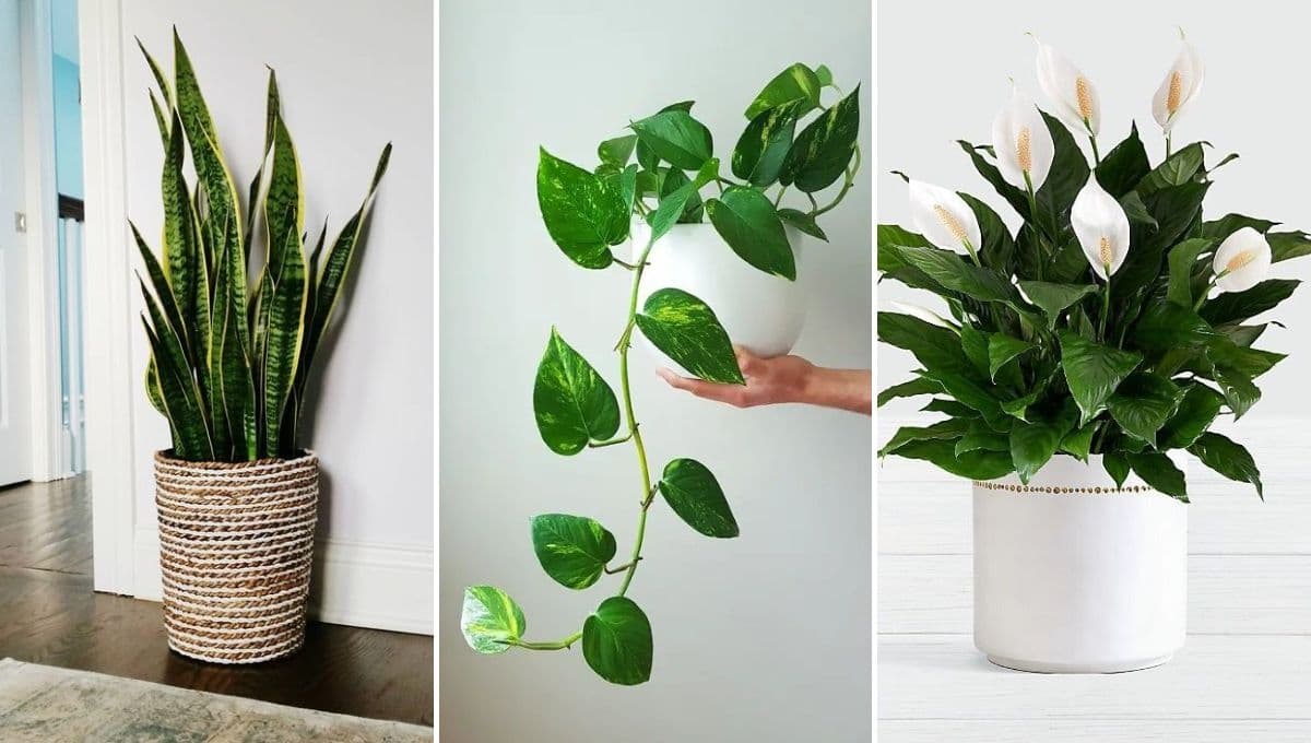 8 plantas para interiores que absorben el calor