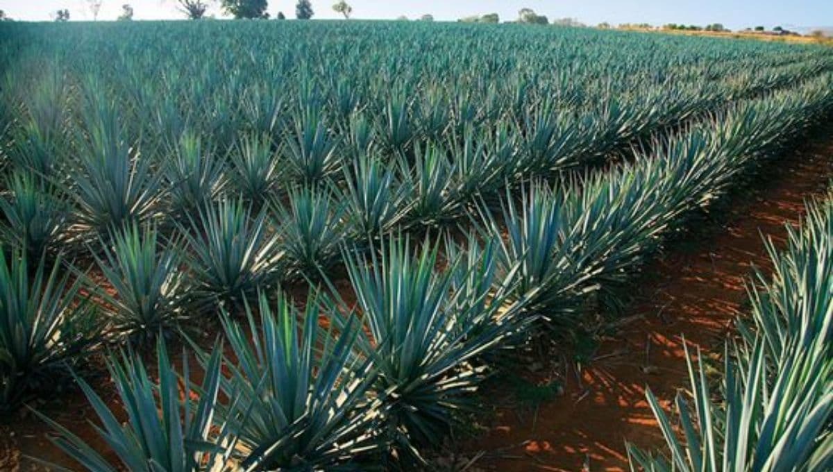 3 actividades que puedes hacer en Tequila, Jalisco, el Pueblo Mágico más popular