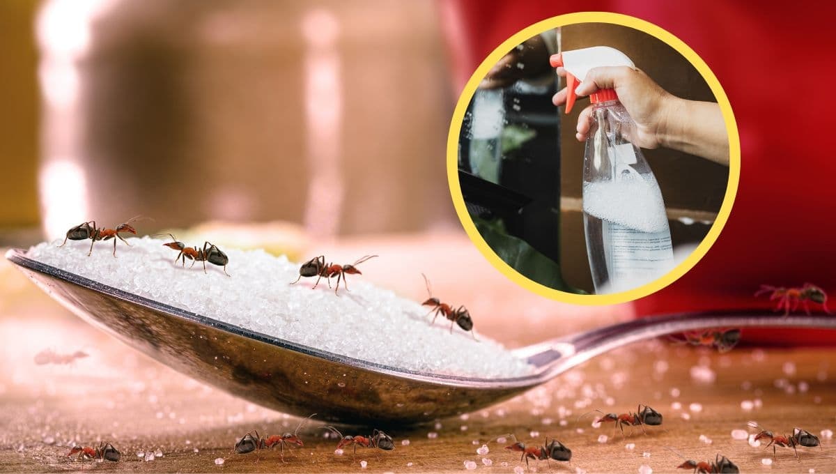 Acaba con las hormigas de la cocina definitivamente con esta mezcla casera de 2 ingredientes