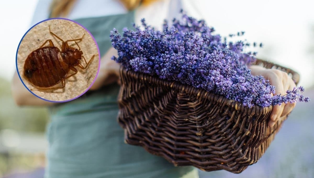 ¿Cómo usar la lavanda para ahuyentar las chinches de tu colchón?