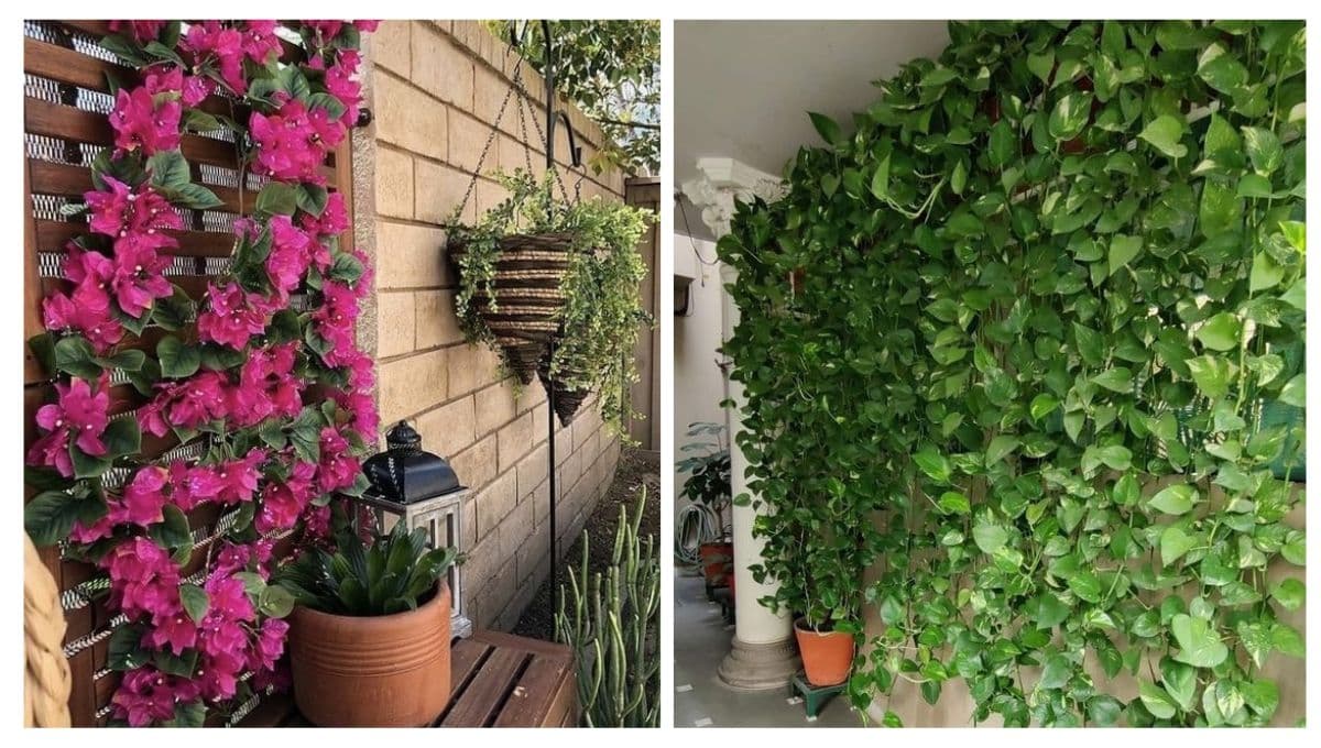 Ideas de plantas trepadoras para decorar la pared exterior de tu patio