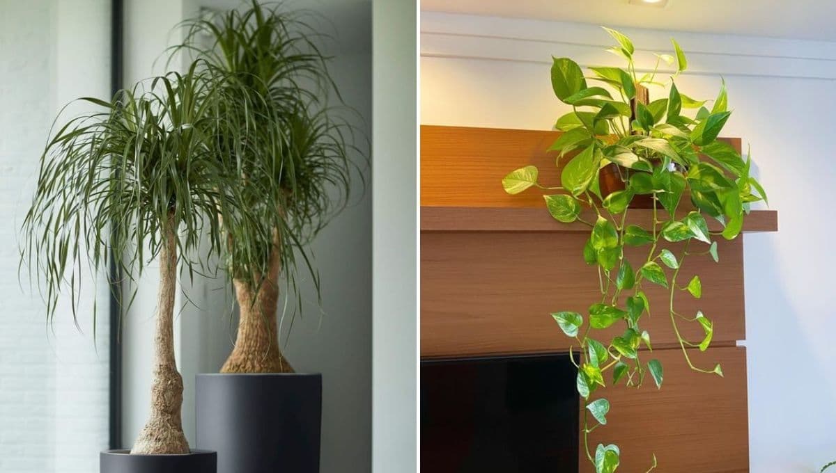 5 plantas de interior de sombra y bajo mantenimiento para tener en casa