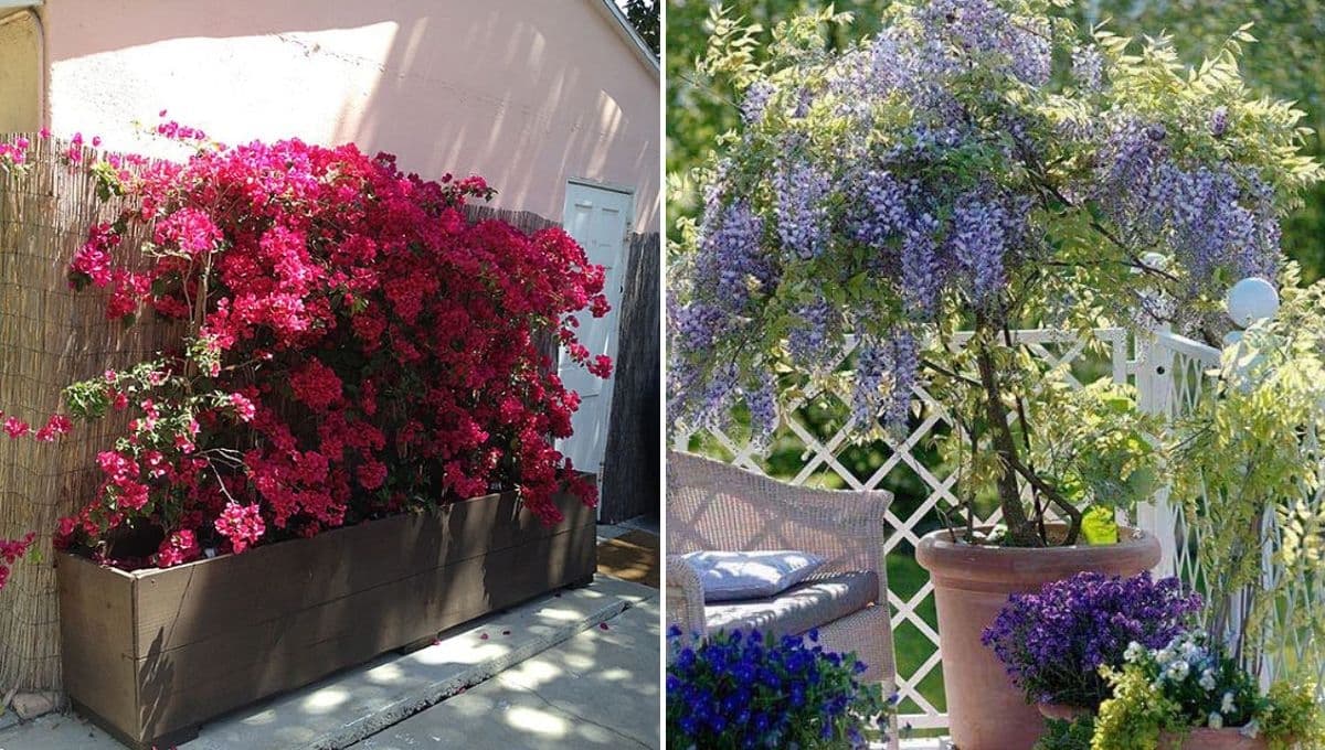 Jardín de jacarandas y bugambilias: 4 ideas para decorar tu casa