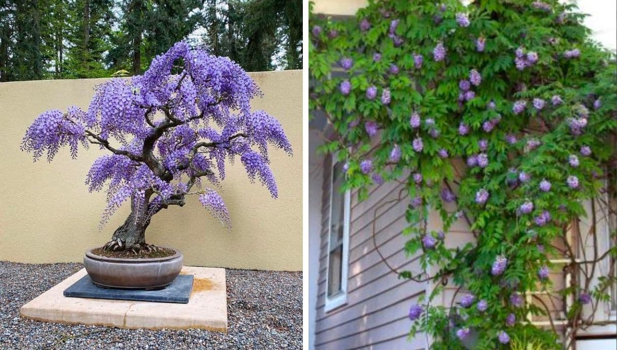 Jardín de jacarandas: 4 ideas para decorar tu hogar y que luzca bonito