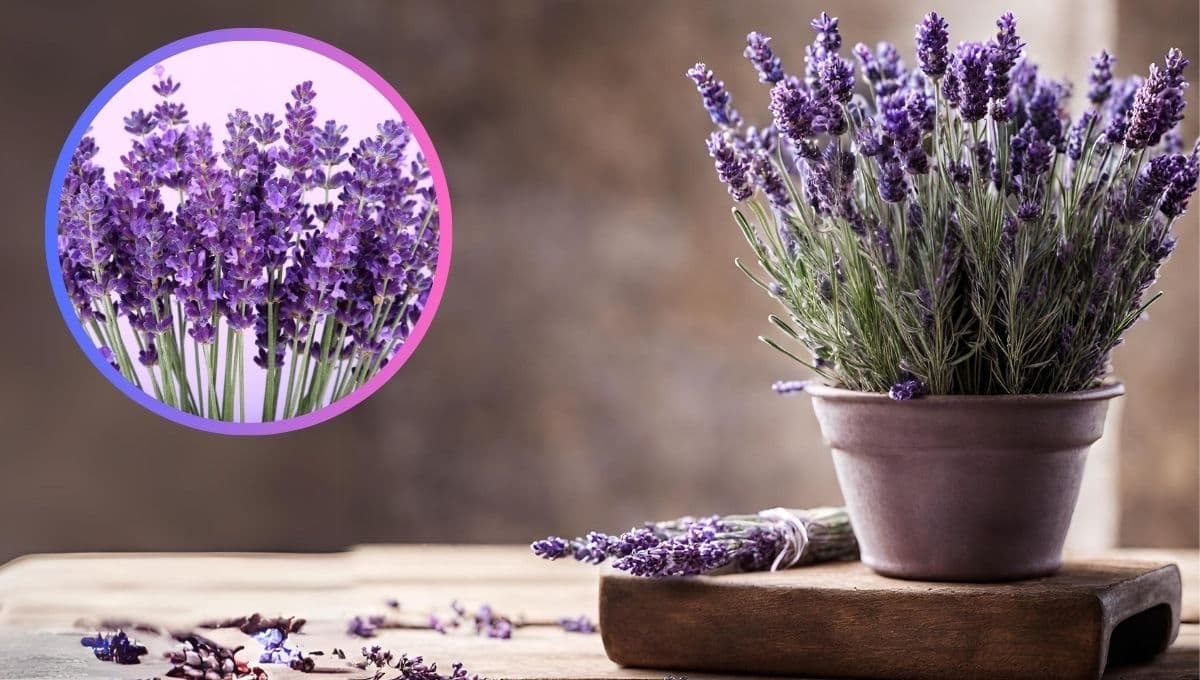 ¿Qué simboliza la flor de lavanda? 3 razones tenerla en casa y atraer el amor