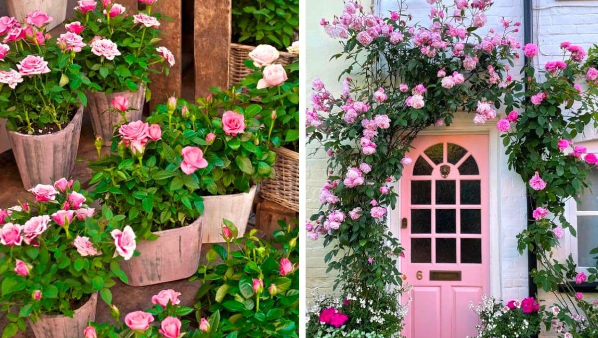 Jardín de rosas: 4 ideas fáciles para plantarlas en tu patio y decorar con rosales