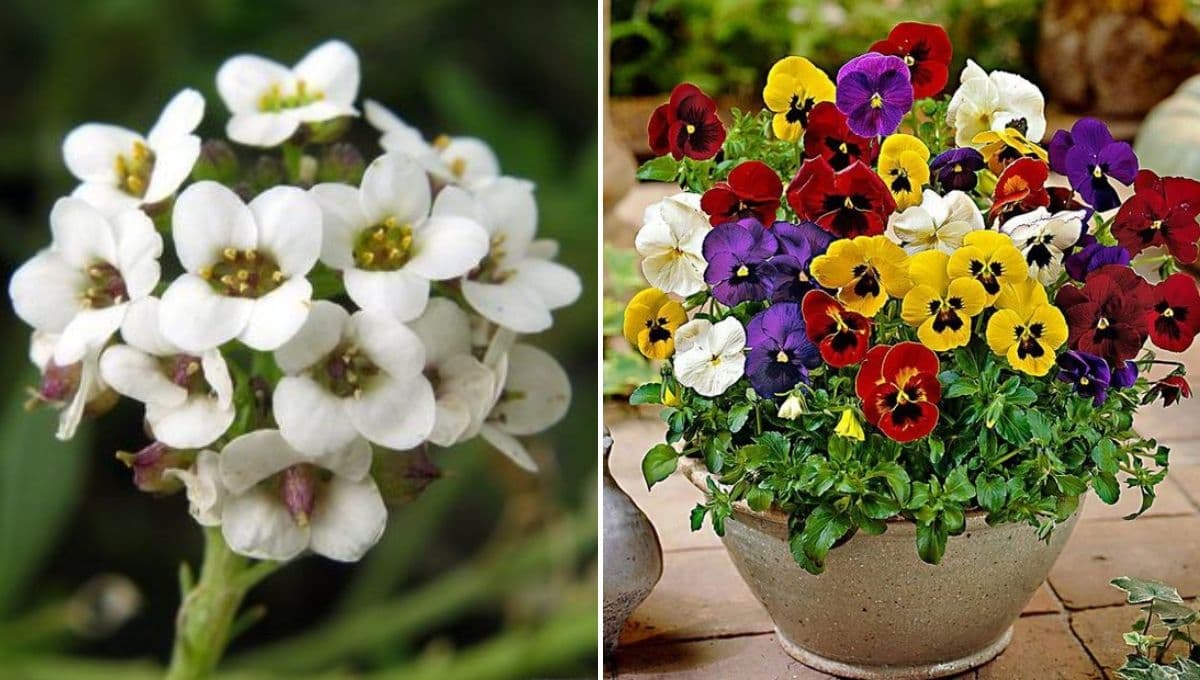Jardín de flores pequeñas: 4 ideas para decorar un patio bonito y sencillo