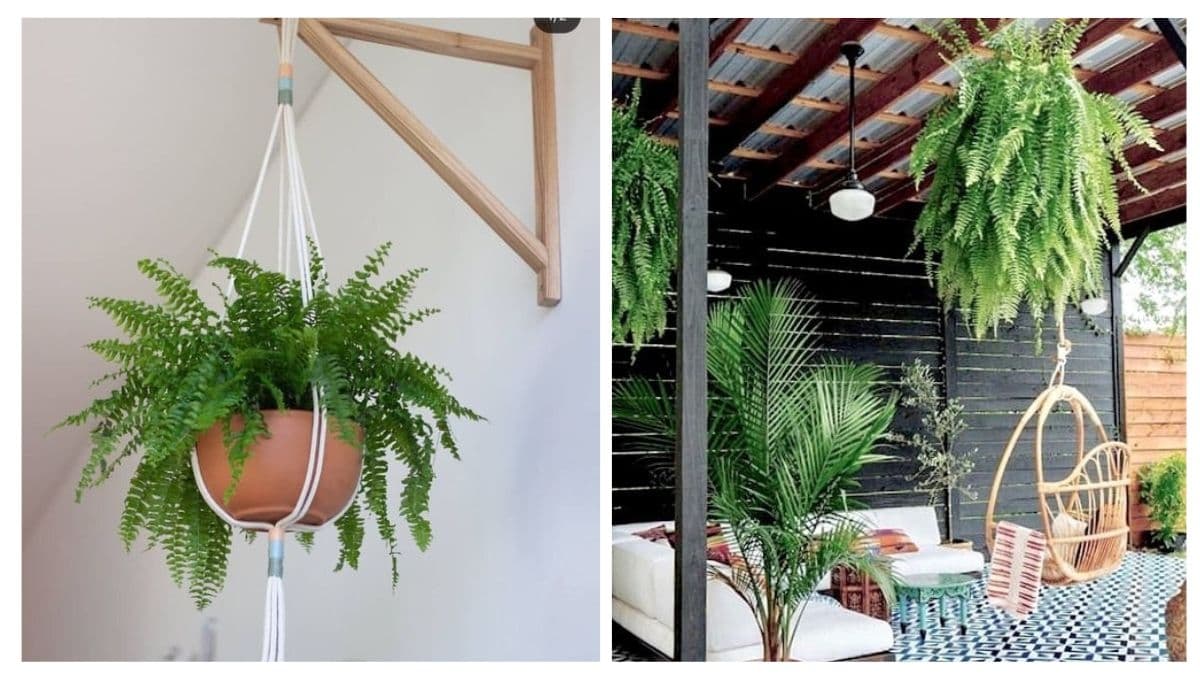 4 claves para cuidar los helechos colgantes en un patio pequeño