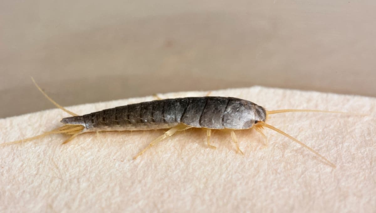 Descubre cómo acabar con los pececillos de plata como lo hacen los expertos