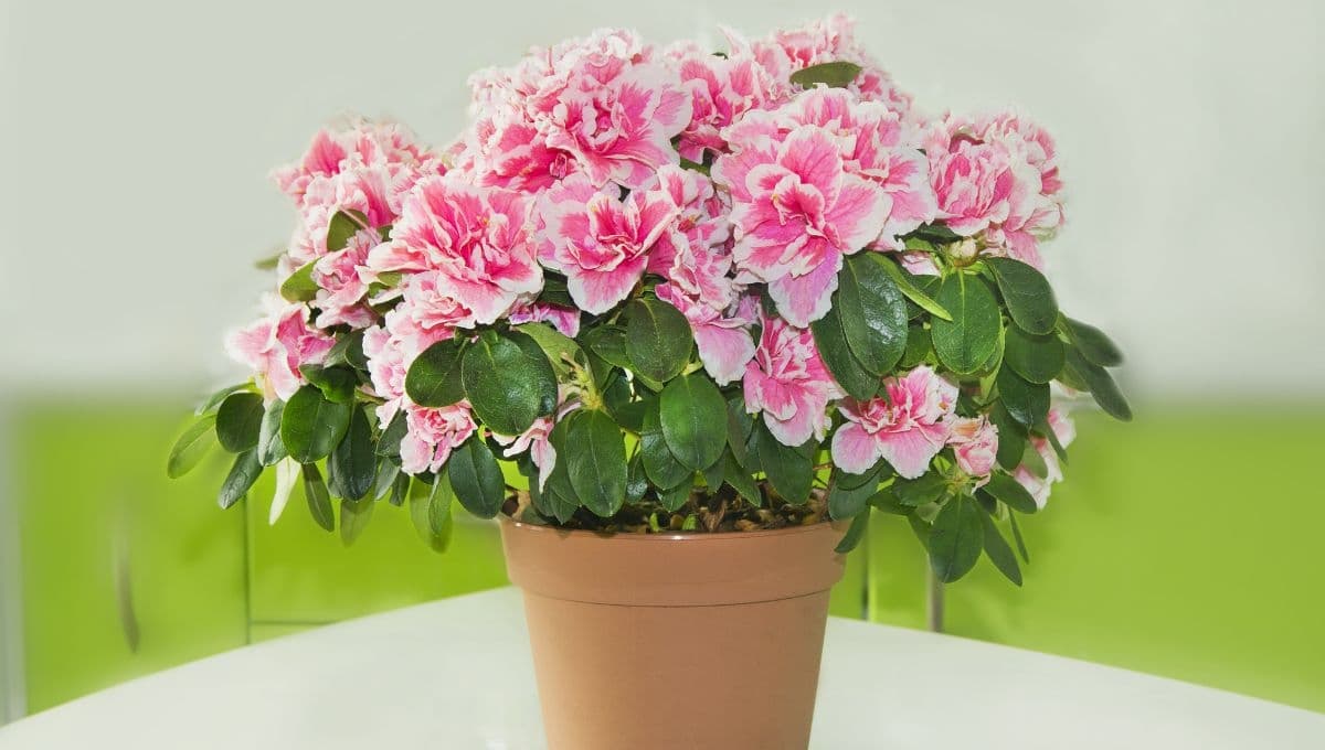 Cuidados para las azaleas: mantén bonitas tus flores con estas 4 claves