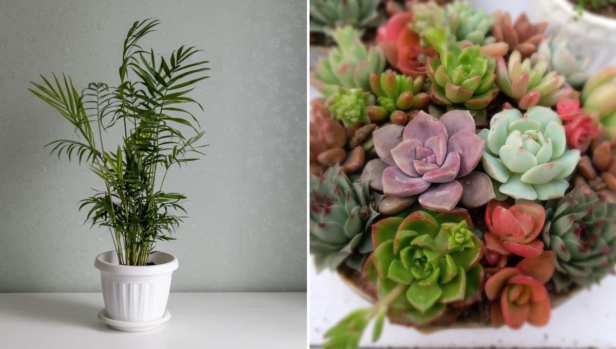 Lista de plantas para principiantes: aprende a cuidarlas y mantener bonita tu casa