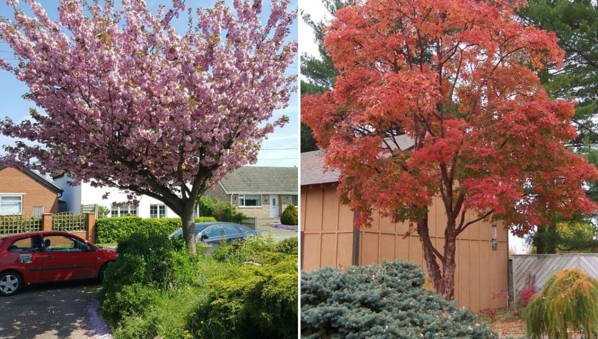 Árboles con raíz hacia abajo: 6 opciones que puedes plantar en tu casa