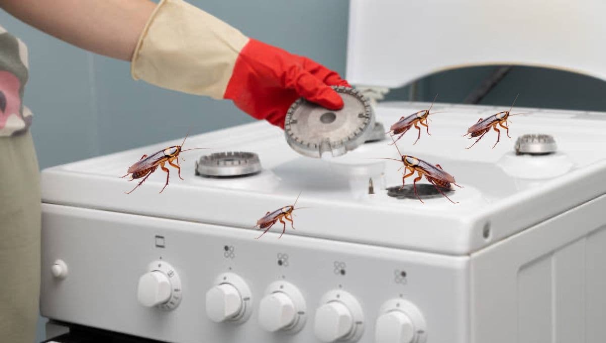 Extermina las cucarachas del horno o la estufa con esta mezcla efectiva
