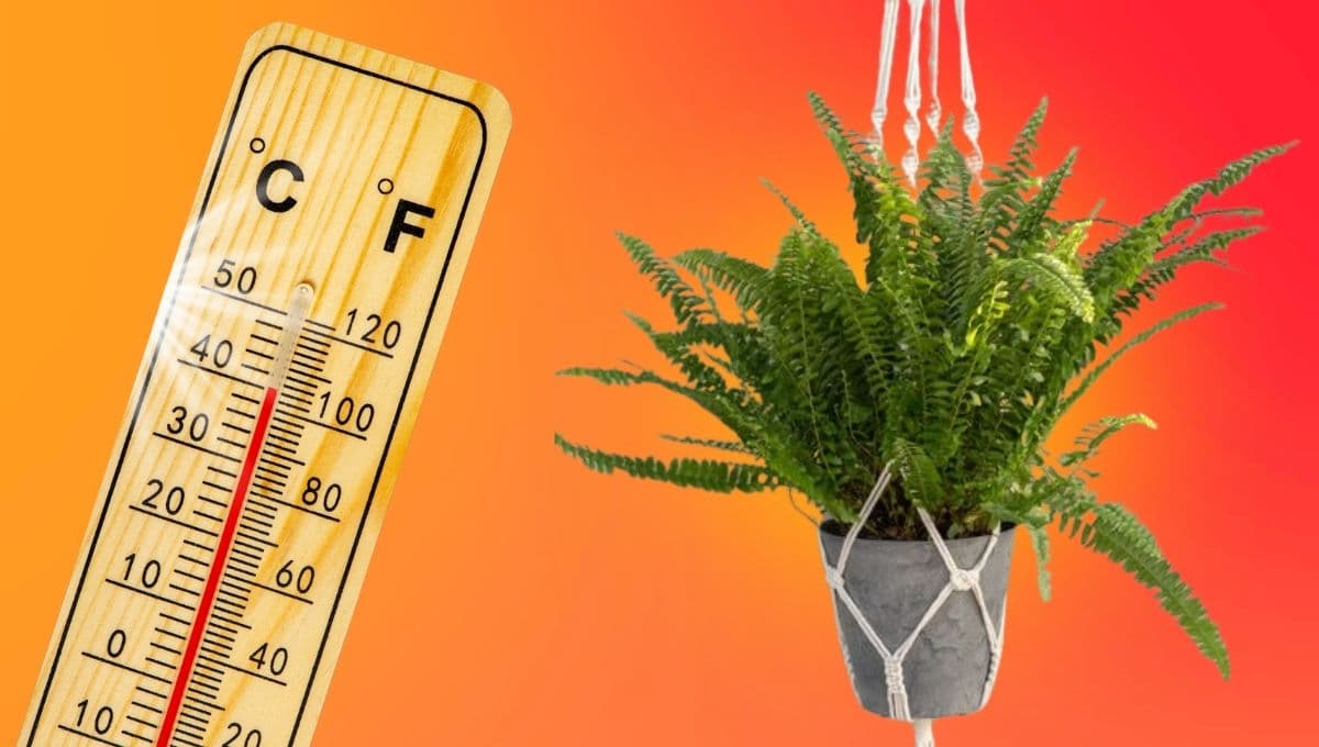 3 plantas colgantes que absorben el calor que debes tener en casa