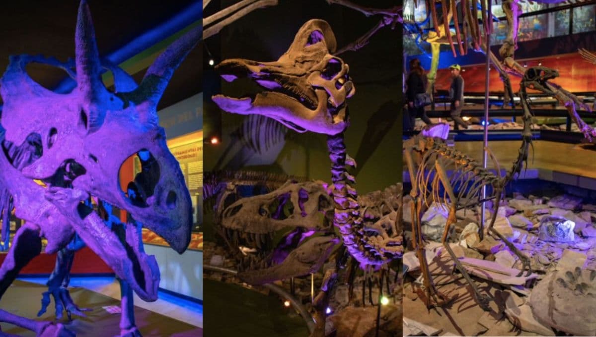 Visita Dinosaurium, la exposición interactiva de dinosaurios en Chapultepec: precio de boletos