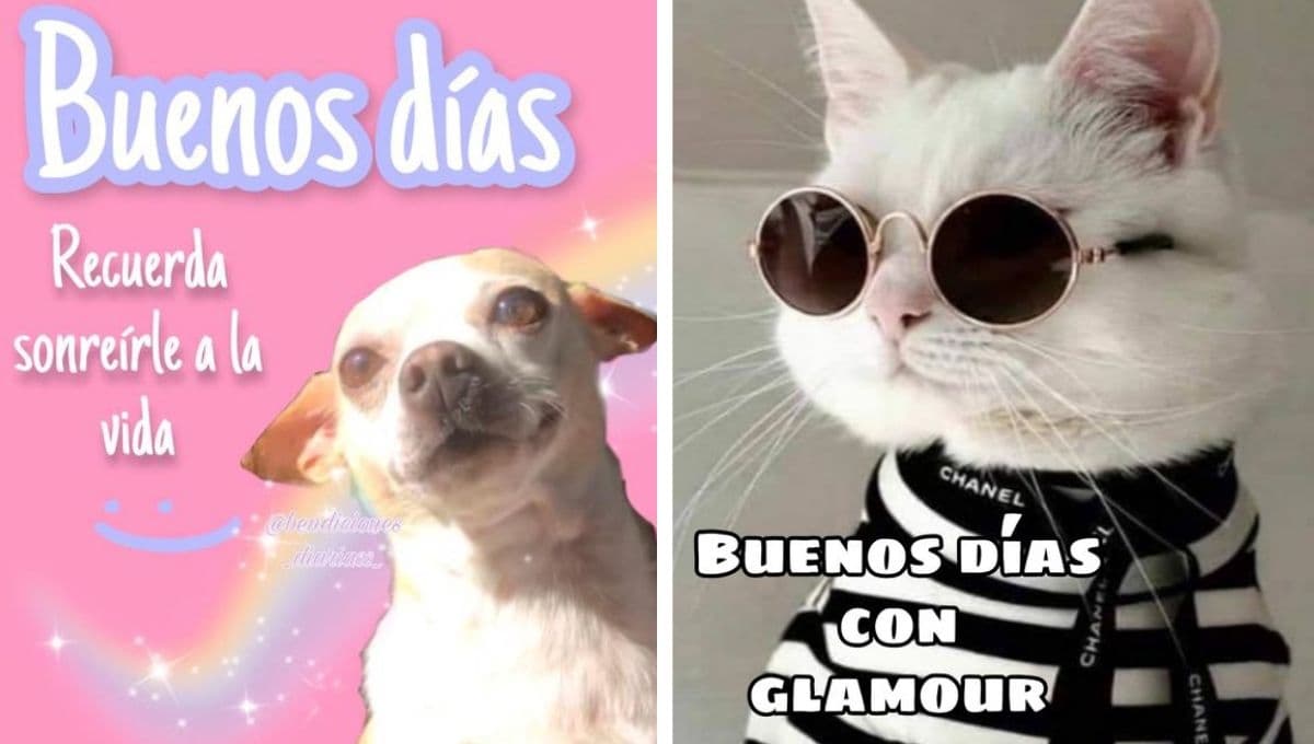 Stickers de "buenos días" para WhatsApp gratis que puedes enviarle a tu familia