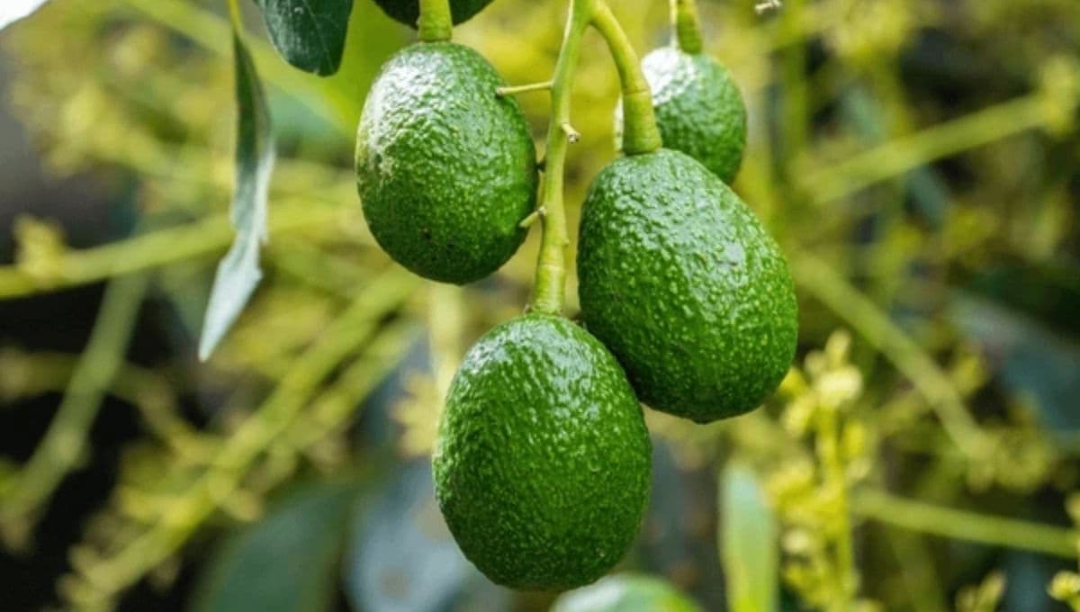 Este es el precio del aguacate en Walmart y la Central de Abastos por kilo HOY 28 de junio