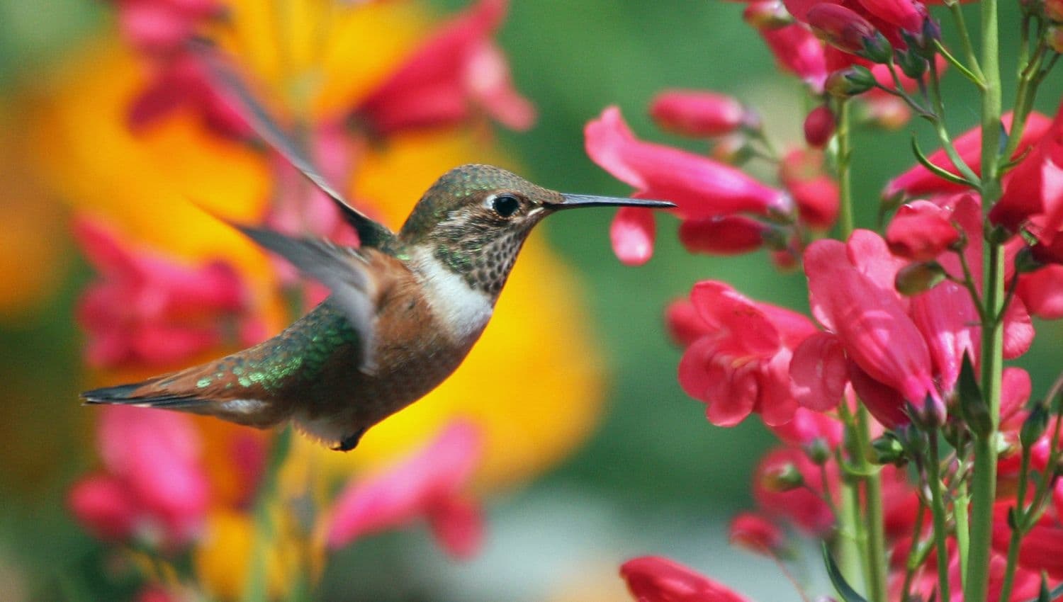 ¿Cuál es el significado espiritual de los colibríes?