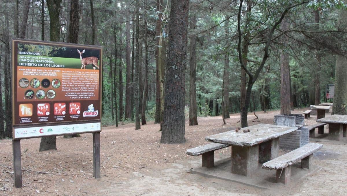 Desierto de los leones: ¿Qué hacer y cómo llegar 2025? Precios y rutas