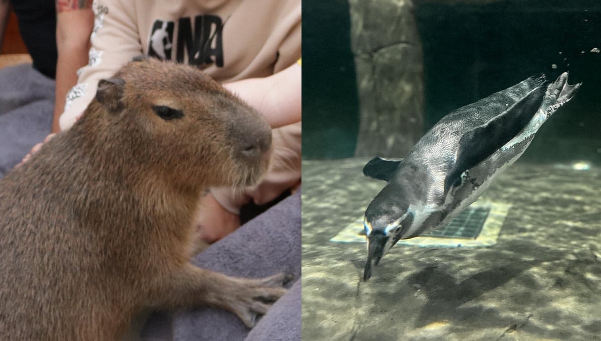 Acuario Michin, el lugar en CDMX para acariciar capibaras y ver pingüinos
