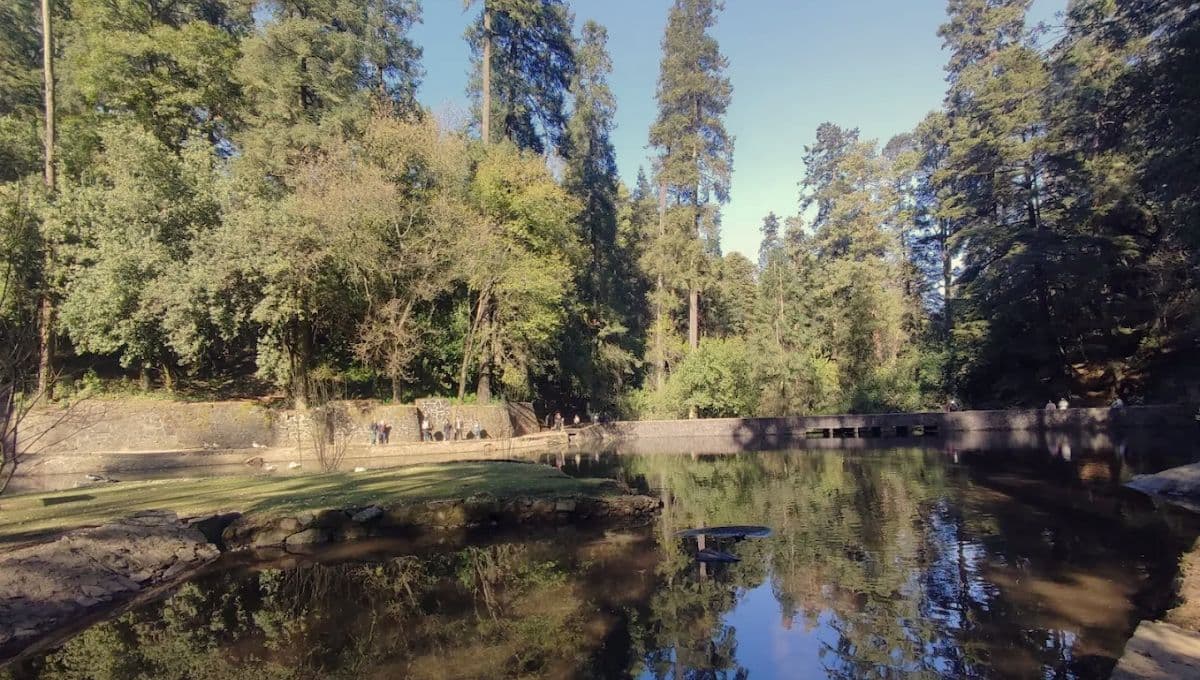 Precios y actividades en el Desierto de los Leones en CDMX